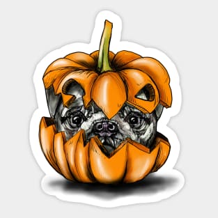 Halloween Pumpkin Pug Sticker